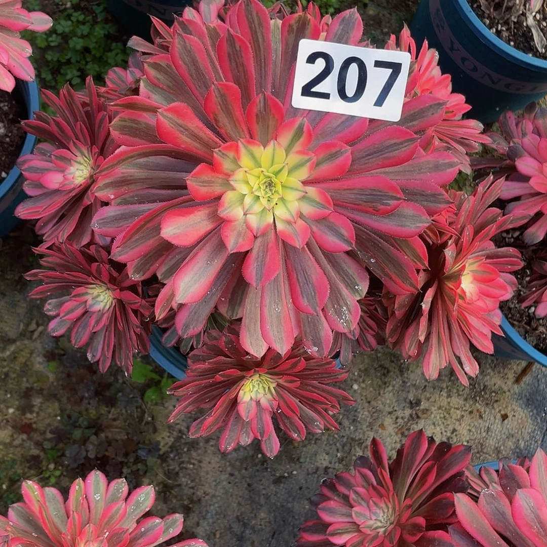 多肉法师207号粉红豹发货不包损