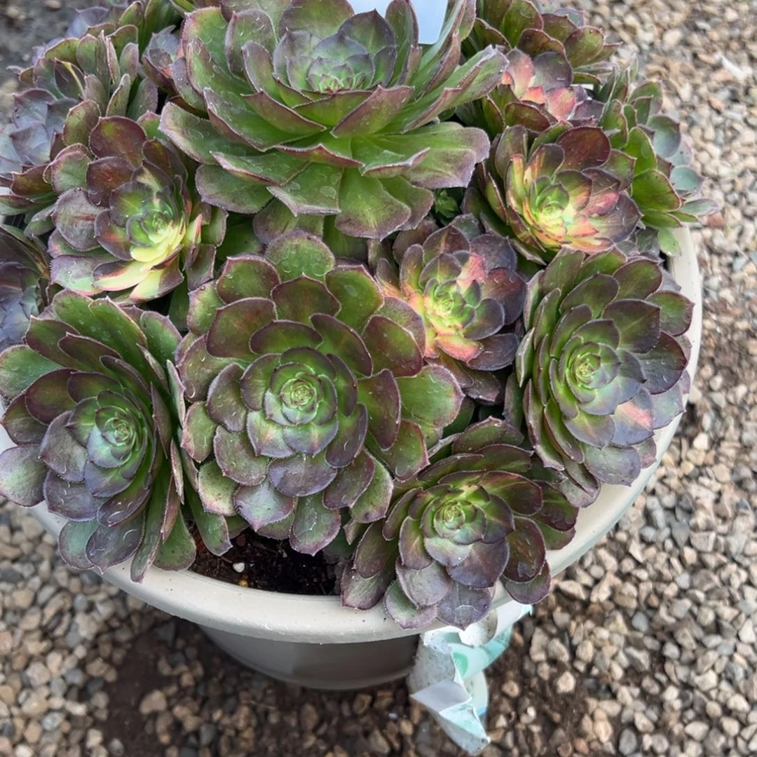 围***肉032多肉法师七彩海王一个