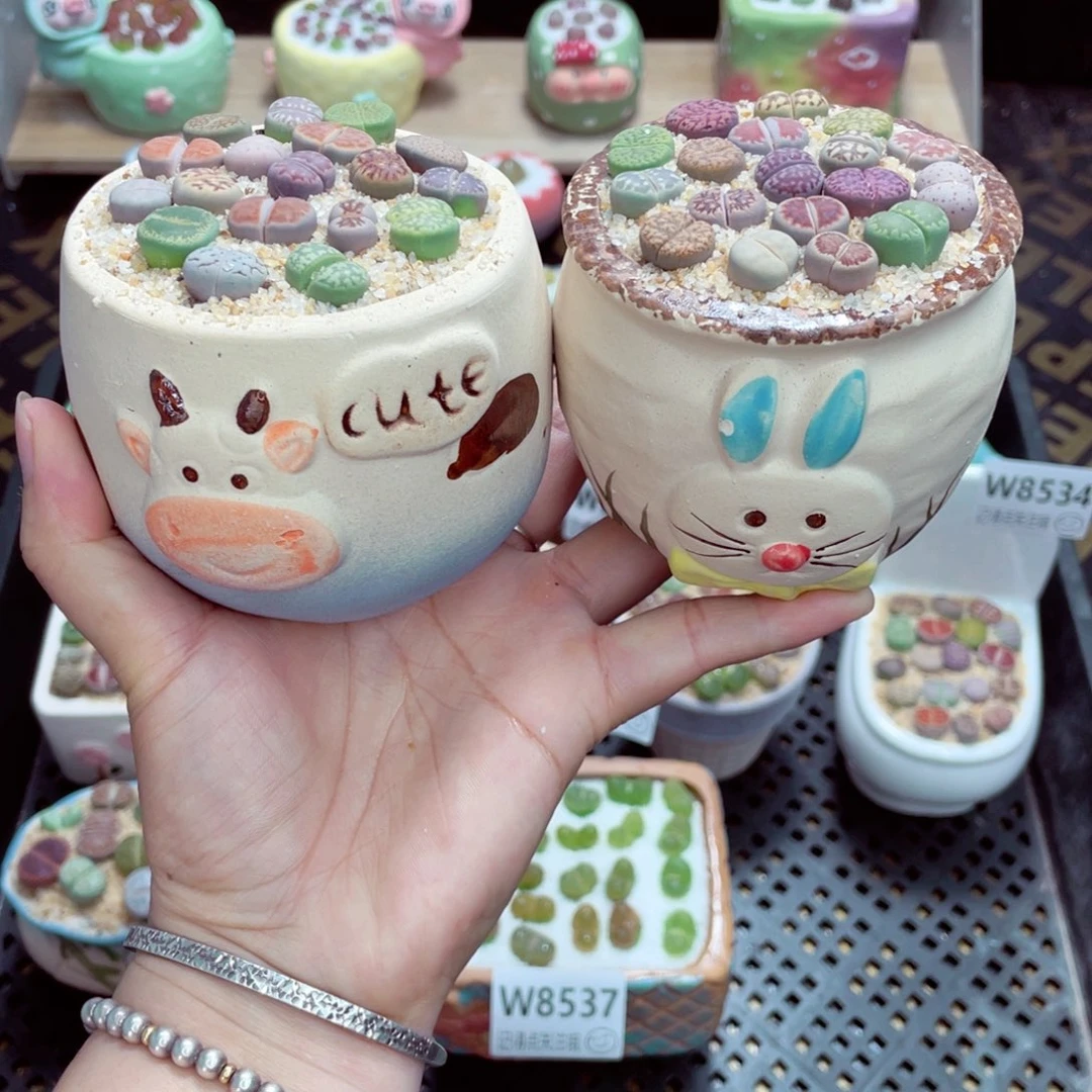 w8538 带盆土发货一物一拍