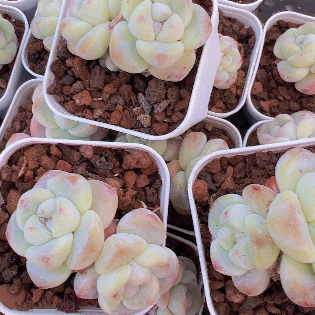 精品双头冰玉3盆19包邮