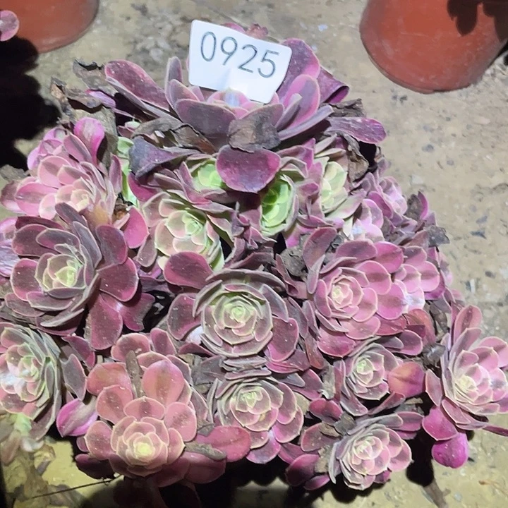 多肉植物法师925凤冠