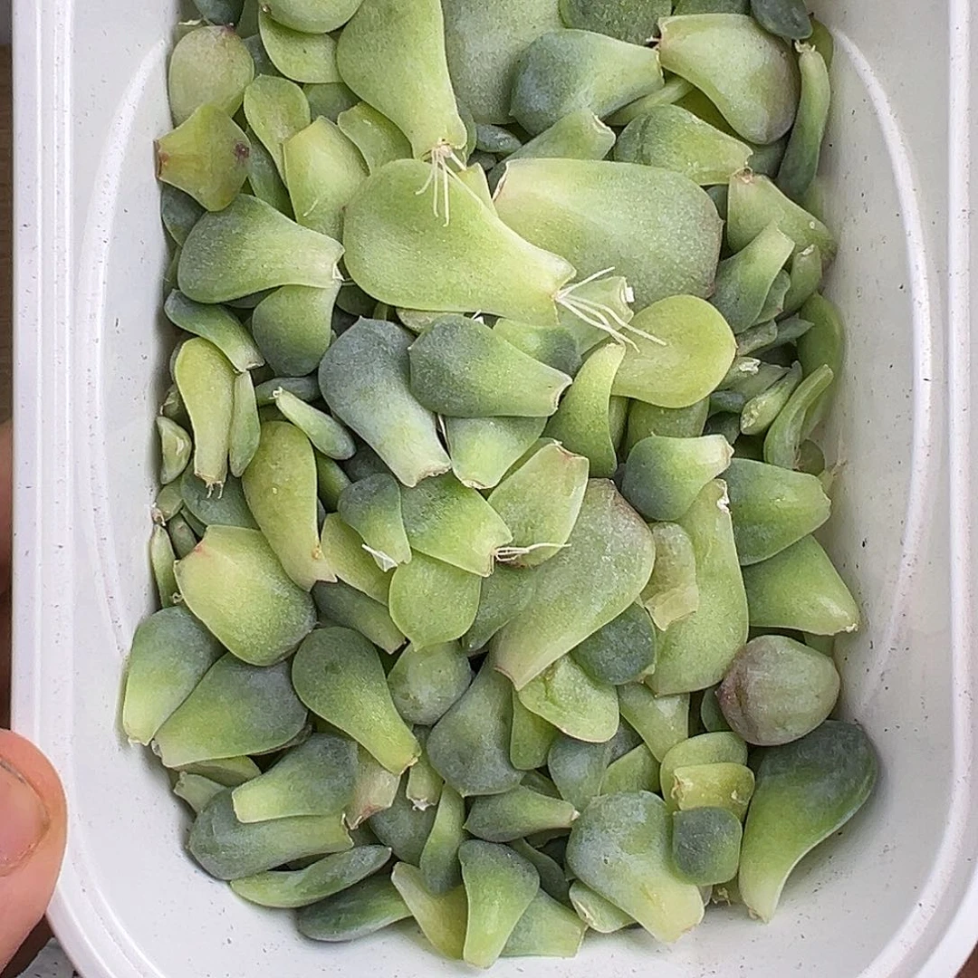 20个财富甜心混合叶片