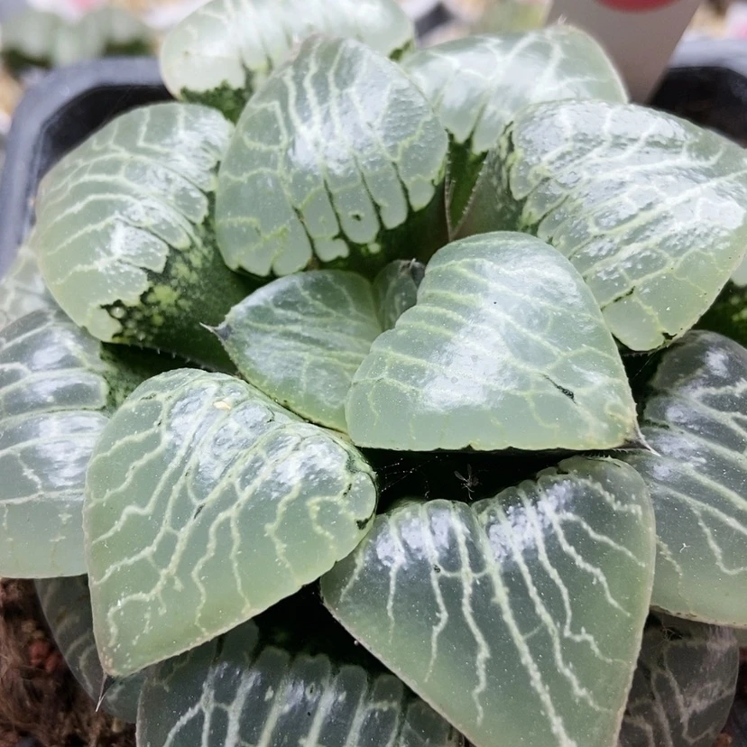 【闪购商品】短****ờ水晶3