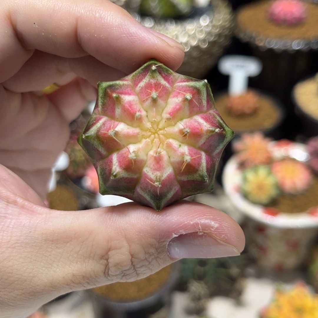 粉白轮回———///————-