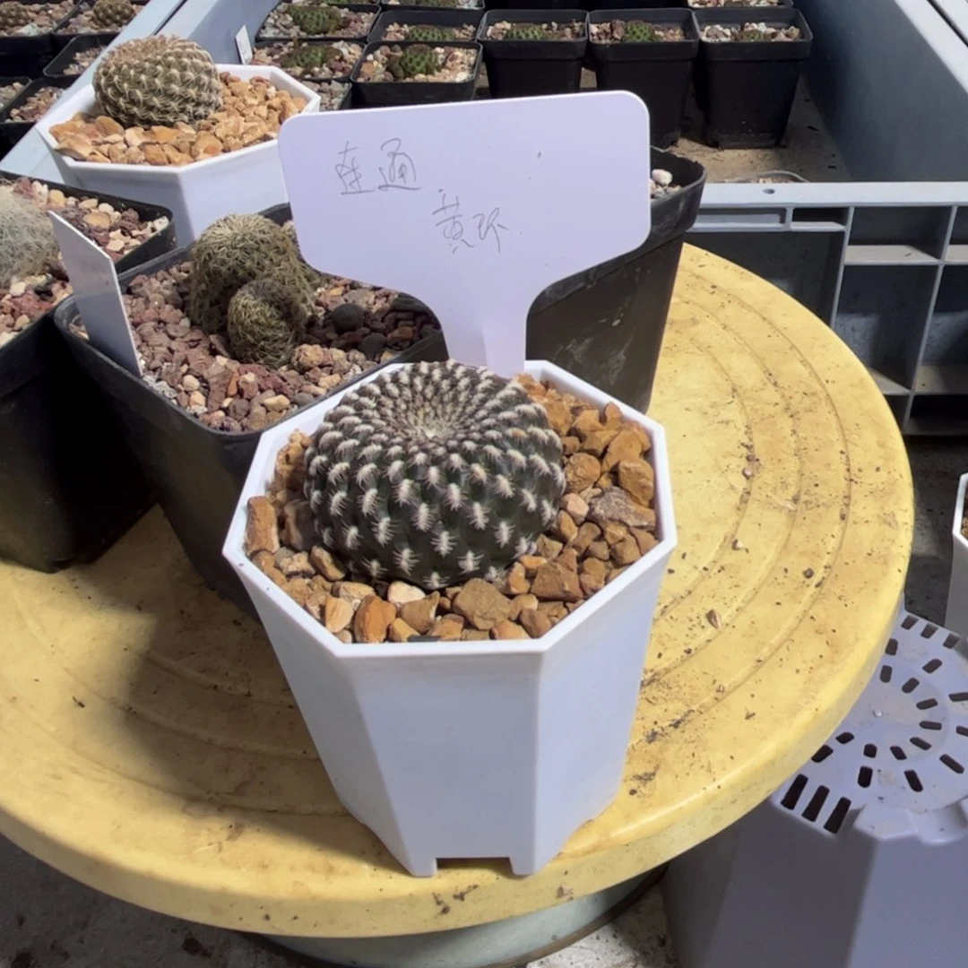 完全开放黄环实生沟宝