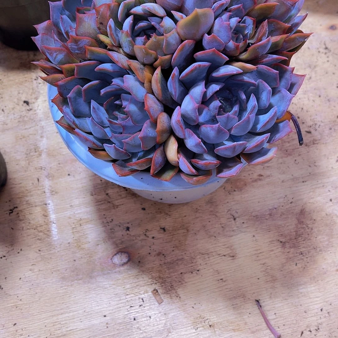 @***姐0000000000000000266