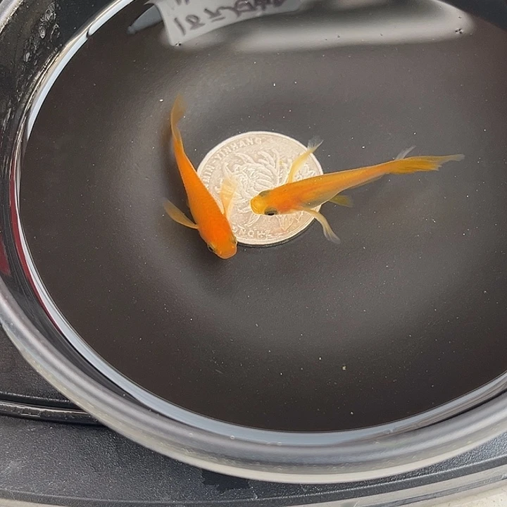 青鳉鱼真长鳍小野红帝2条76号