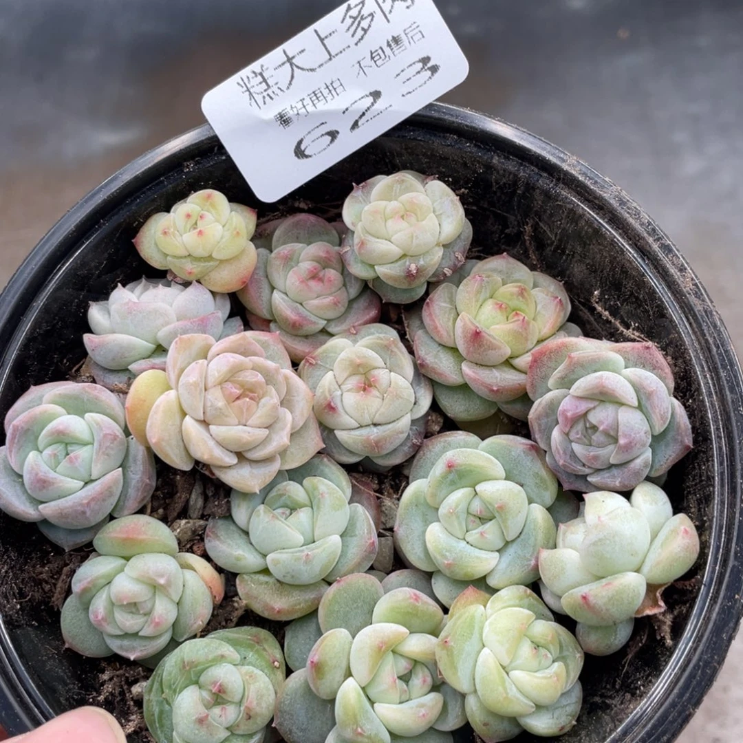 糕大上多肉植物623