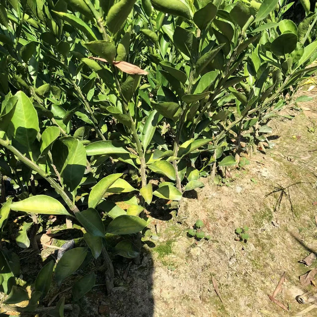 各类苗 一物一拍