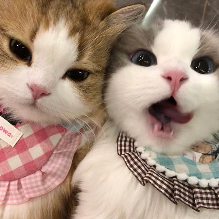 花花家的小猫蓝猫蓝白美短起司猫咪渐层