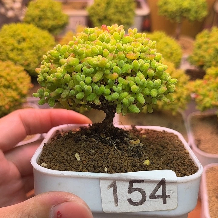 无花朵154蜜桔糖球