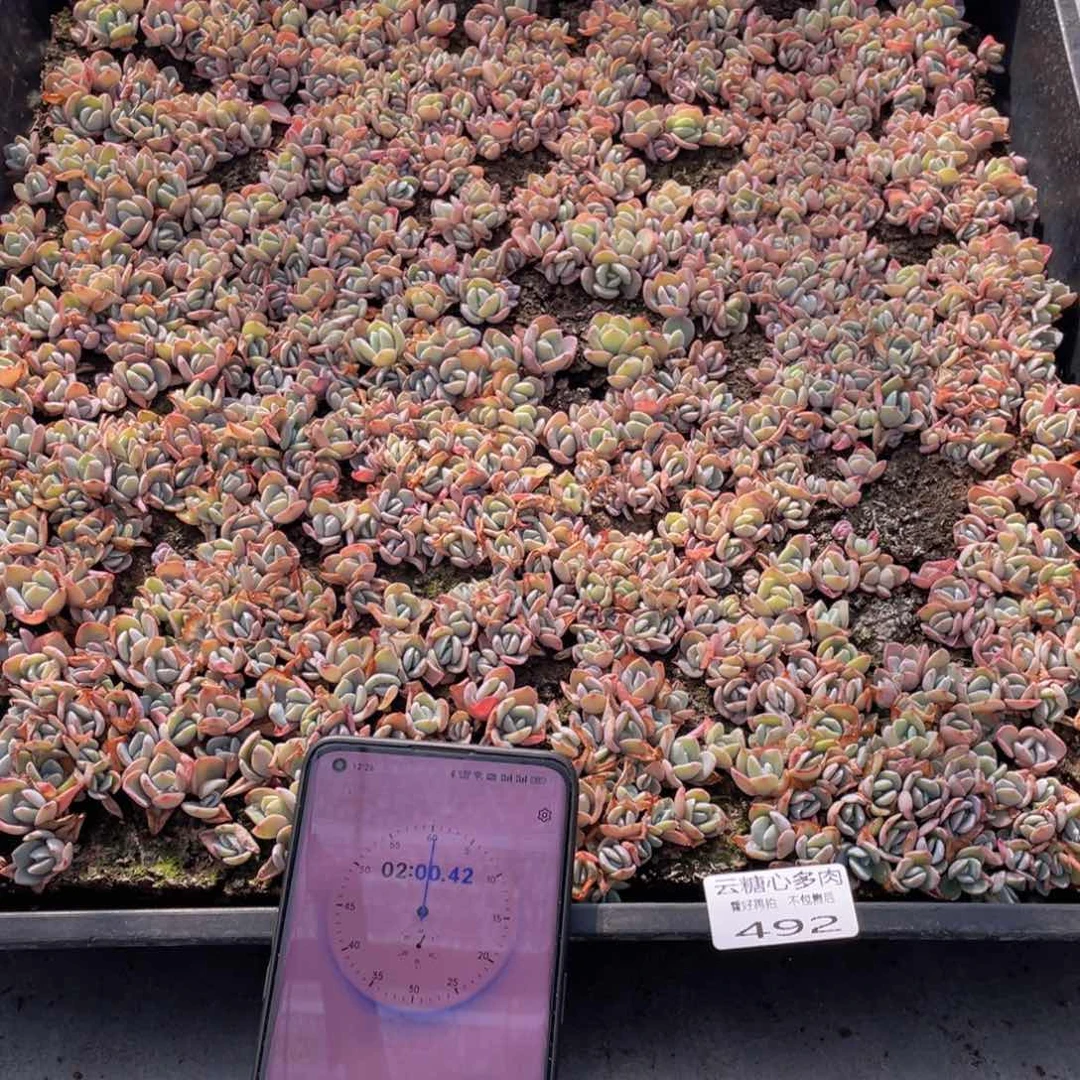 安*云糖心多肉植物492