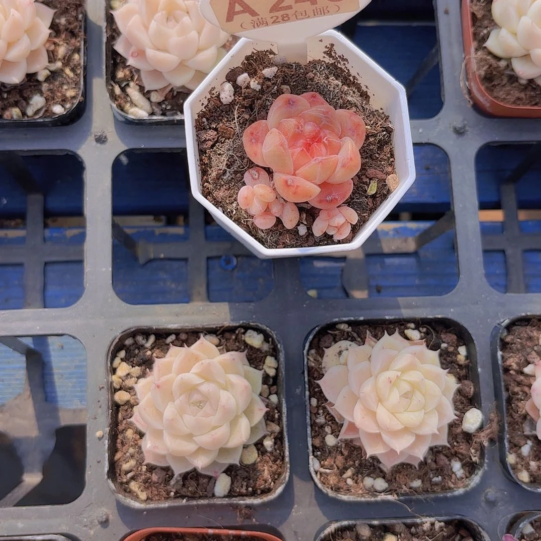 辰*A245卡布奇诺一物一拍