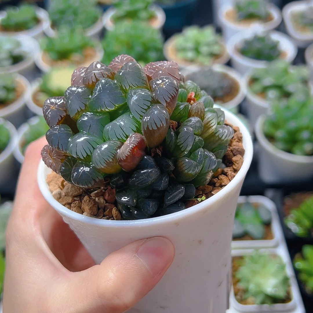 @***宝多头紫姬玉露万象盆玉露