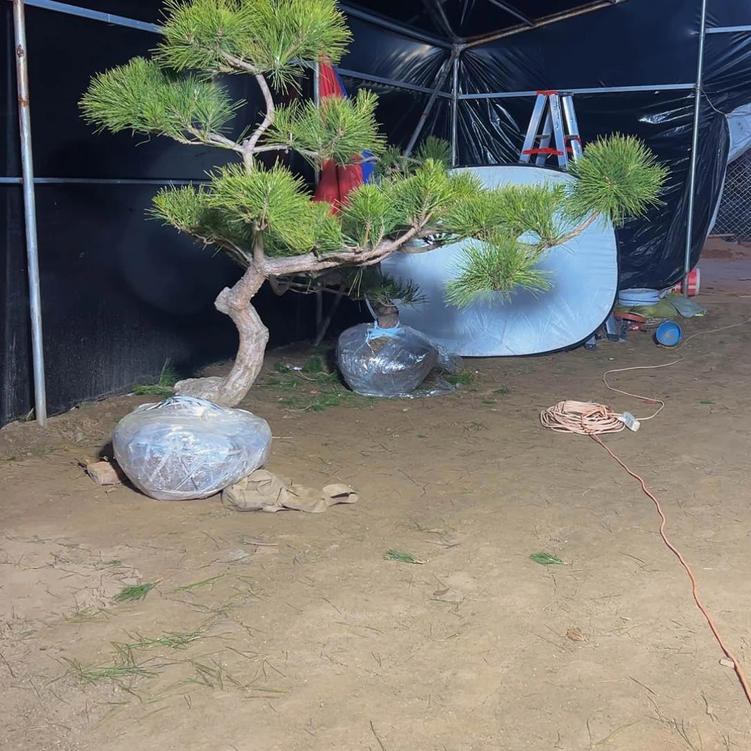 无花朵景****武88888888888