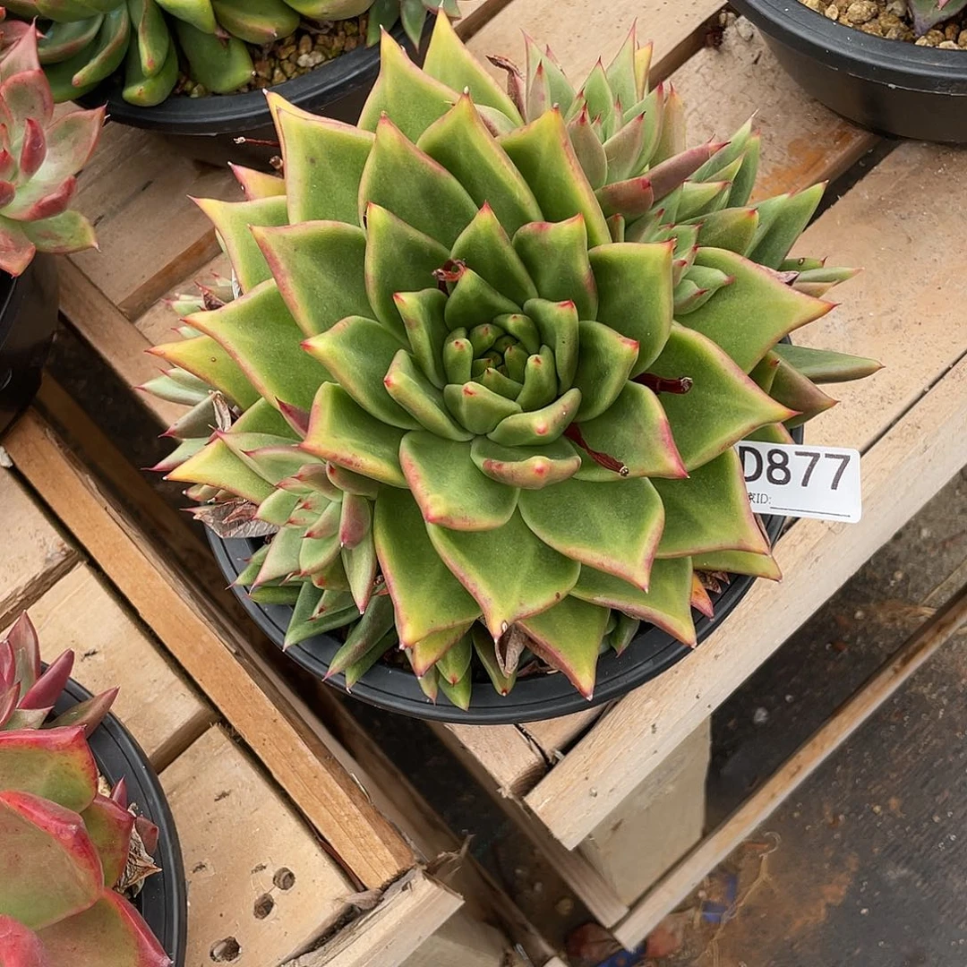 若如东云组拍D877