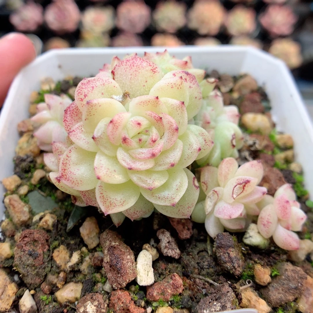 G91定繁编号麦杆T1