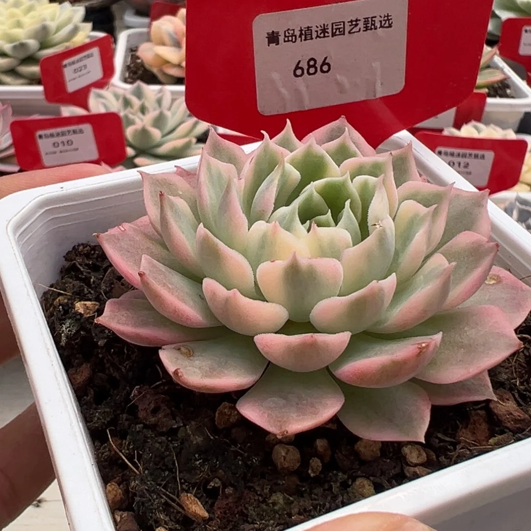 686号沙漠玫瑰锦多肉植物