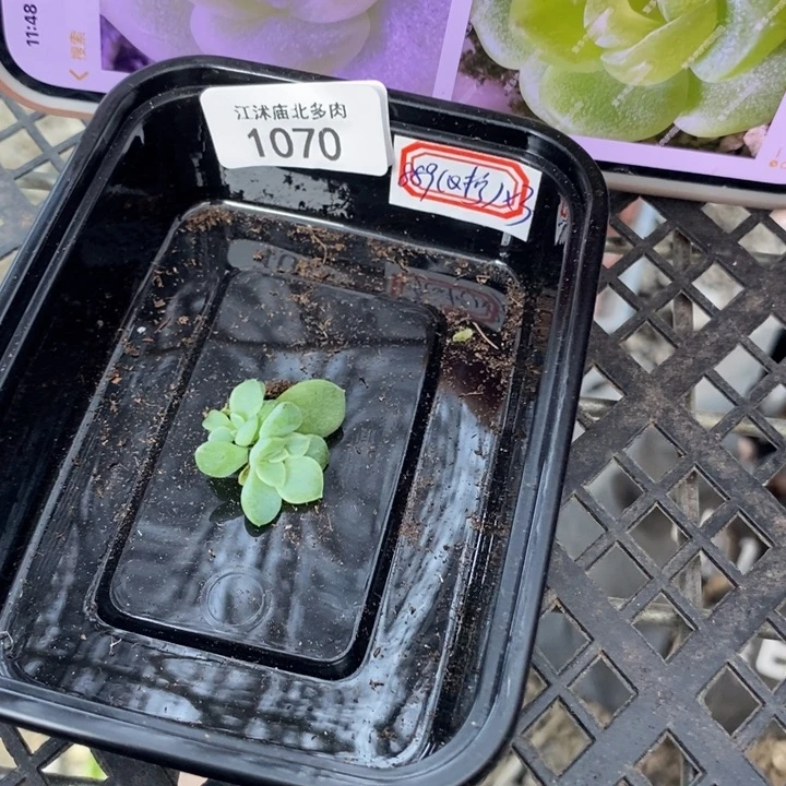 标1070青柠一个多肉