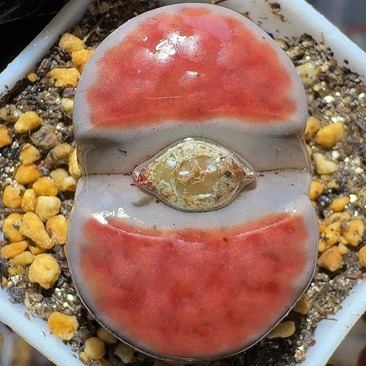 生石花111122。  3.5左右。  123