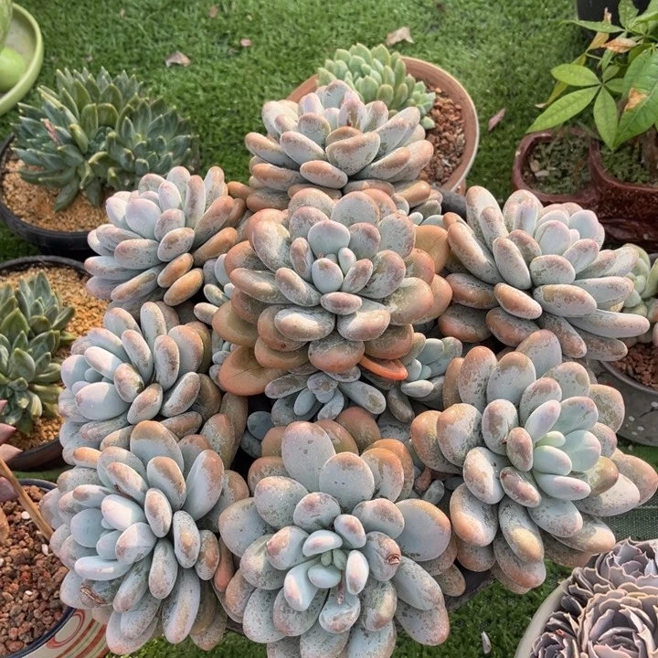 香水大群冠服30左右