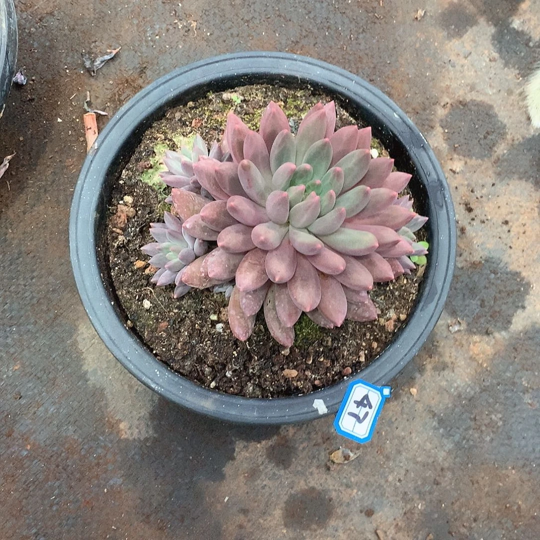 47美人  一物一拍多肉