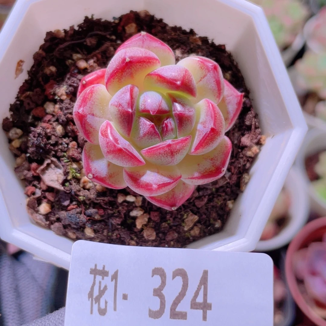 花利美1-324精选糖心