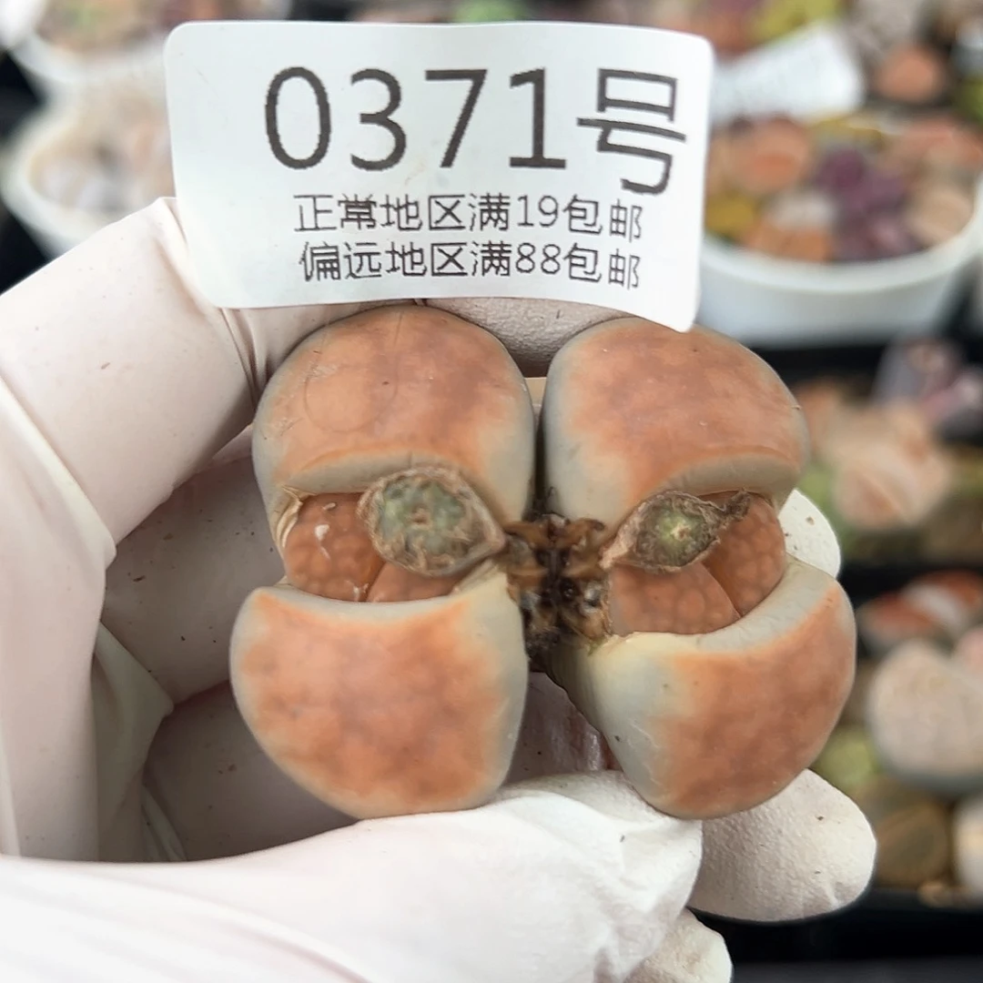 好养易活生石花大母本0371