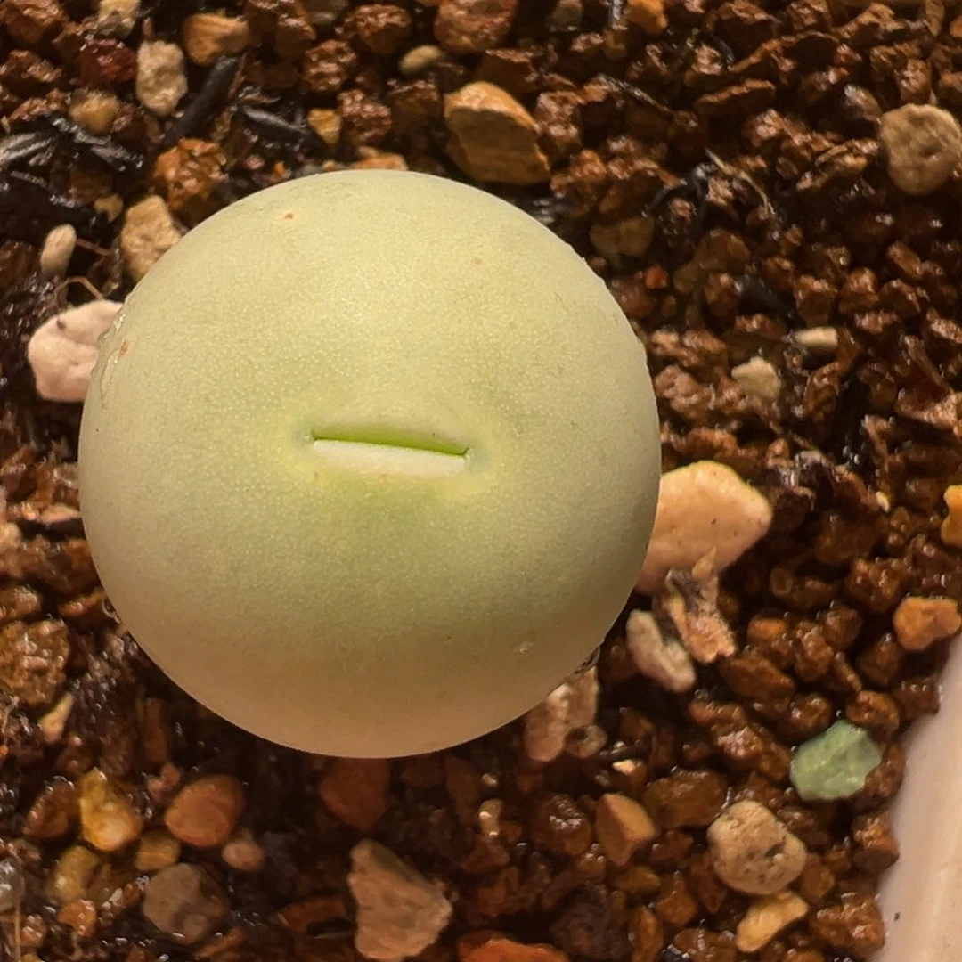 1.9厘米鸽子蛋母本带盆