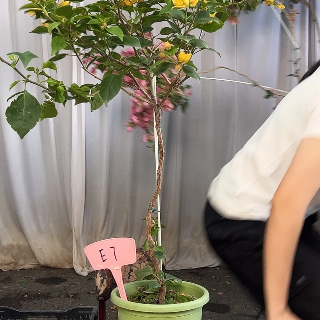 用***猪当前无花栽培后可以开花E7金色光辉