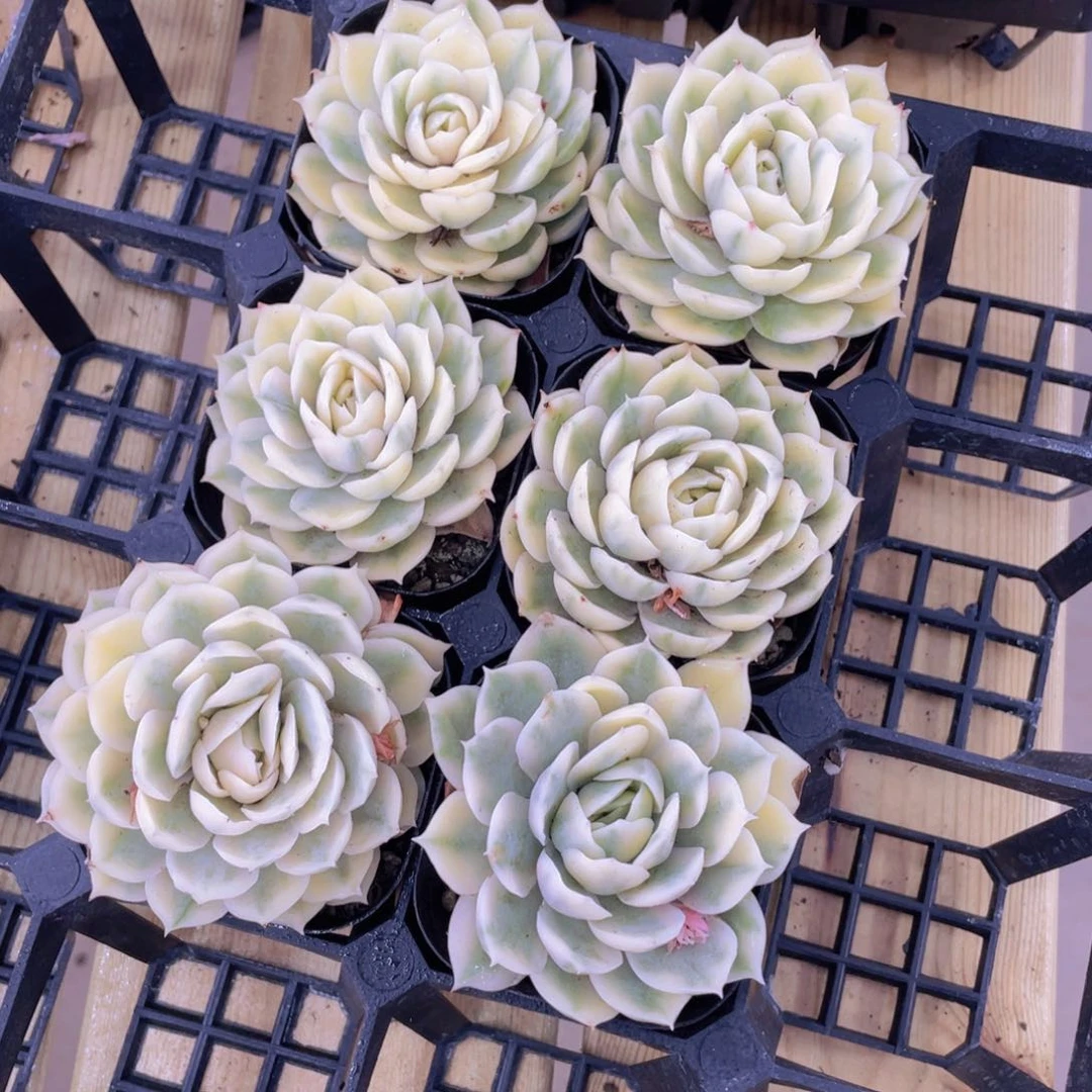 483号 昂斯诺锦单头一个