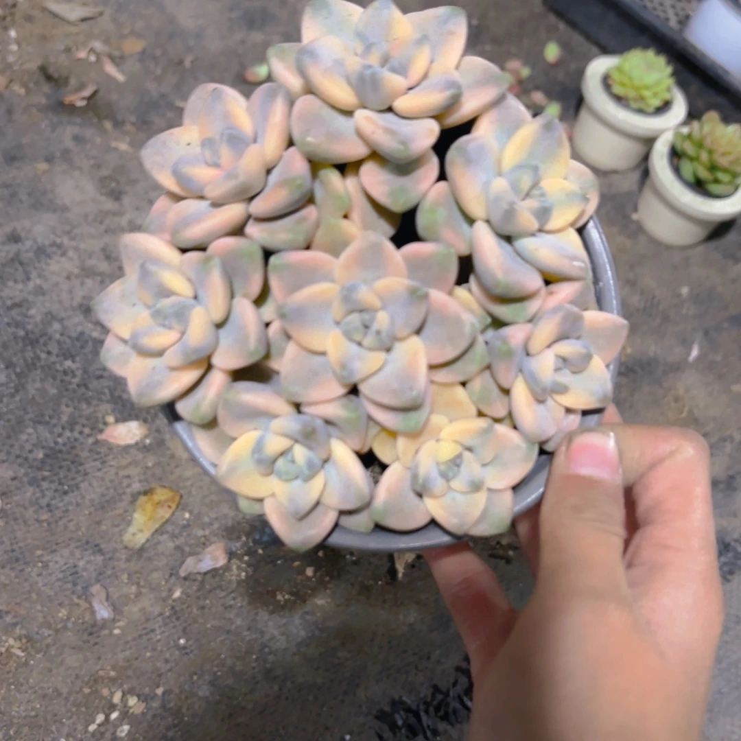 美杏锦12cm新疆包邮