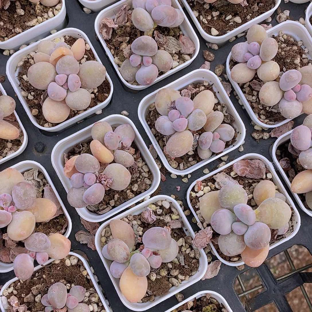 0623- 小小白方小紫奶酪福利一颗 量拍