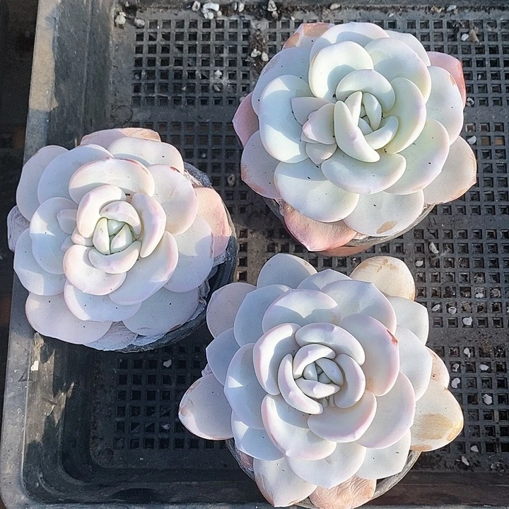 小****?14-88号一物一拍雪