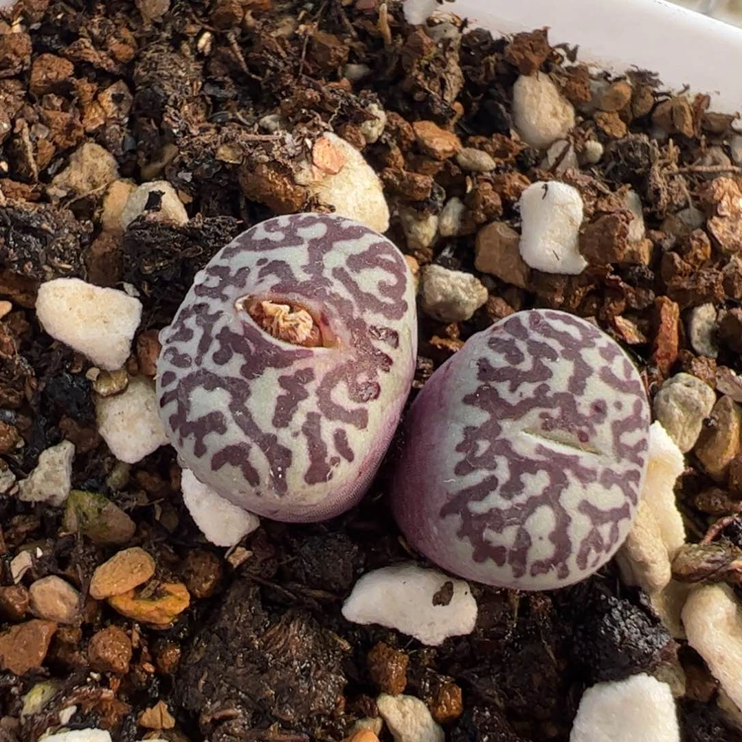 885多肉植物组合