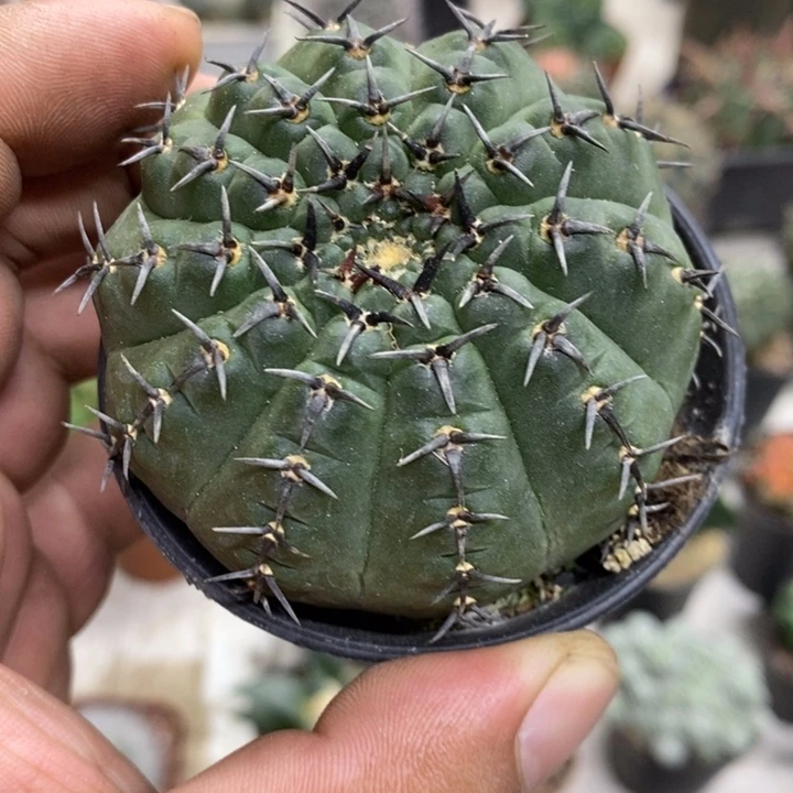 实生黑刺凤头特价