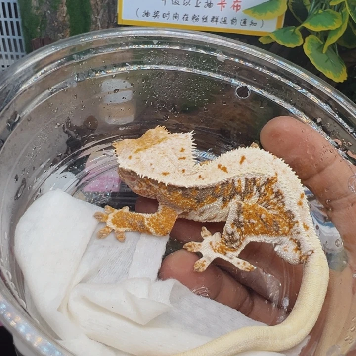 睫角守宫三色莉莉28克