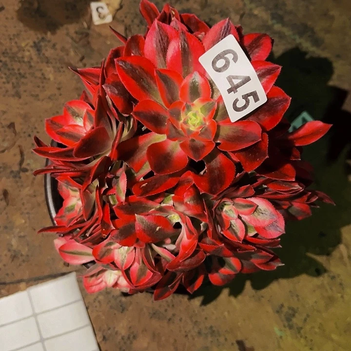 645妖月多肉植物处理不售后砍头丛林