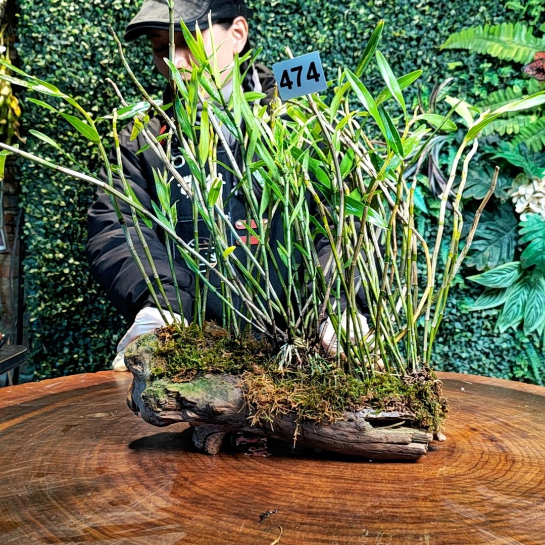 【闪购商品】西**品474高山叠鞘花花