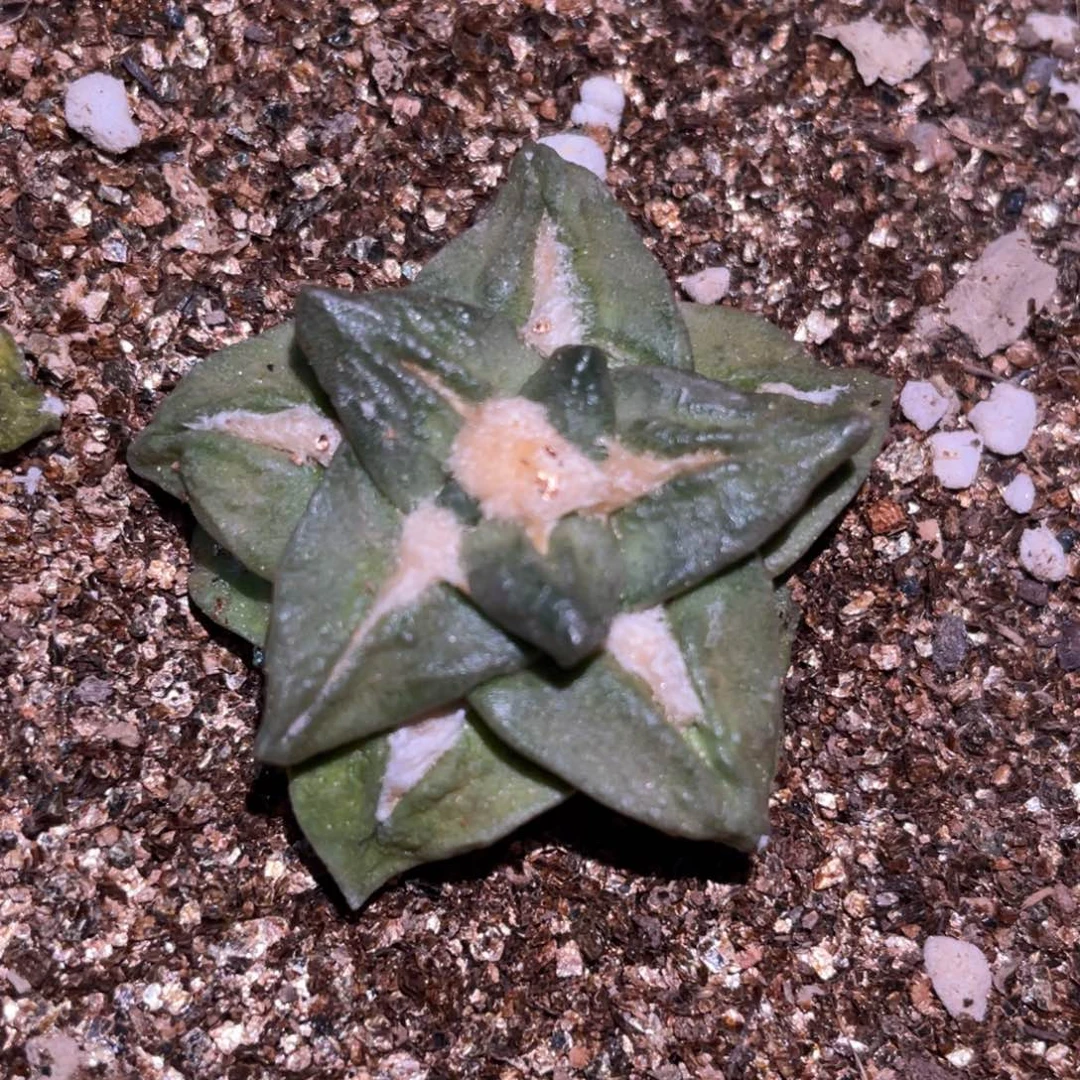 全部花朵自根 五角星 青瓷龟甲牡丹