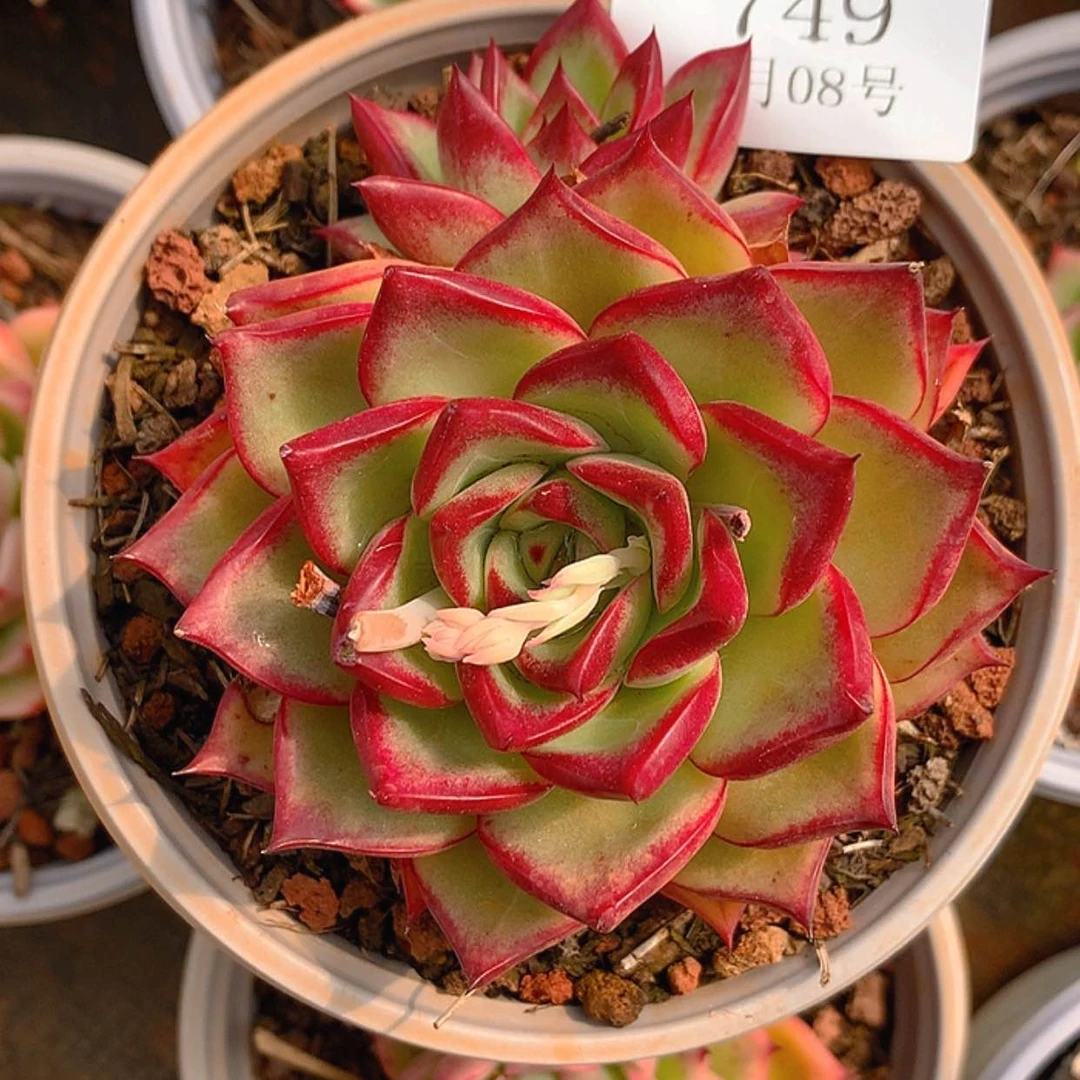 【闪购商品】云749