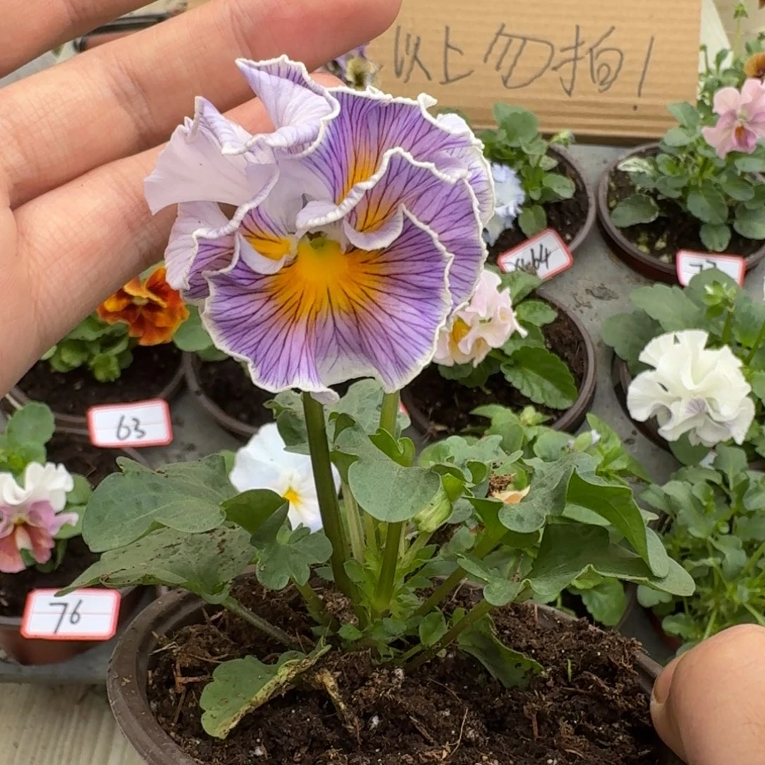 大部分花苞少量开放67