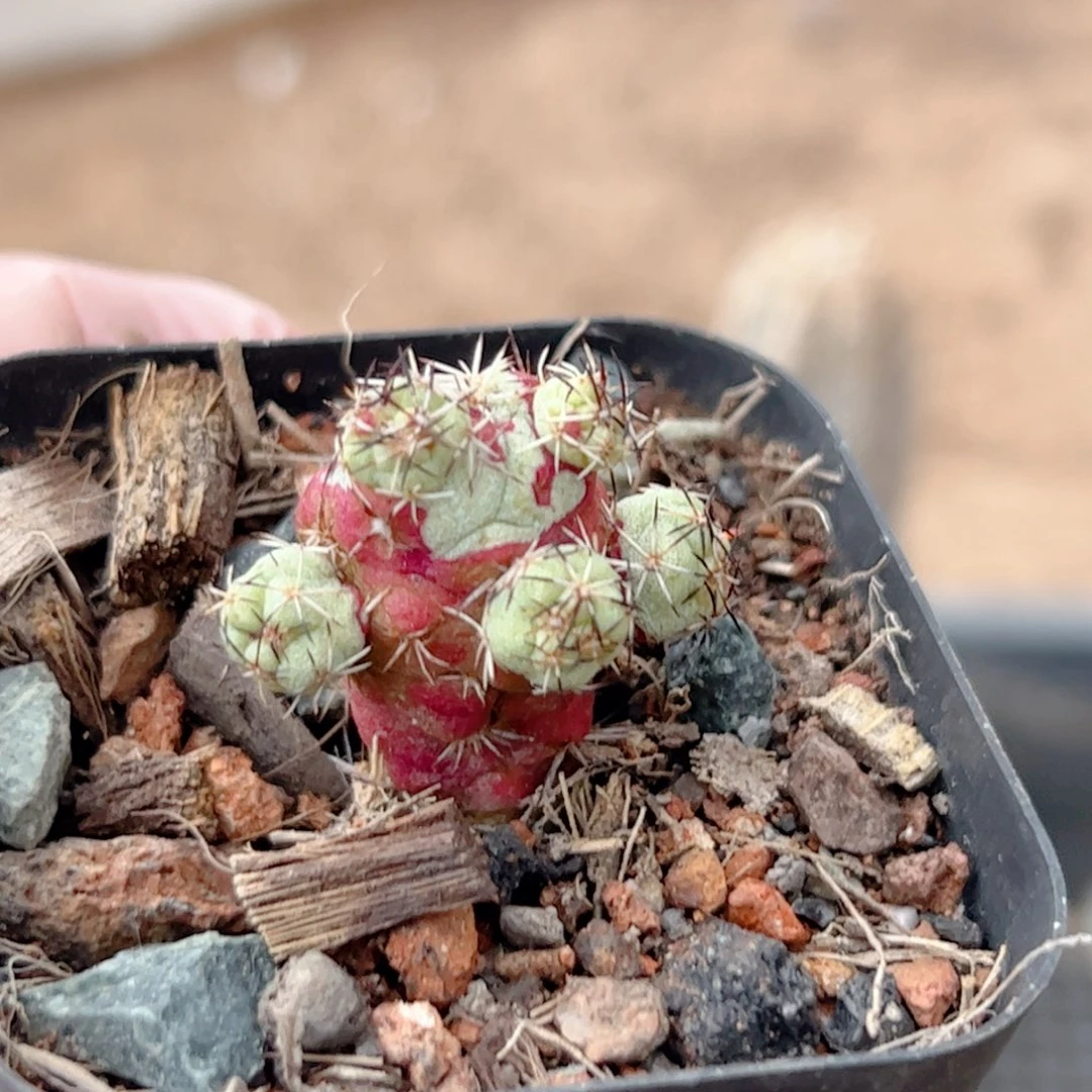 帝王丸群生 仙人球自根