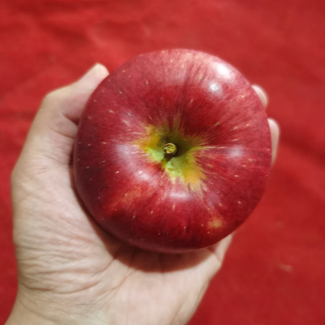 云南昭通新鲜红露丑苹果脆甜糖心现摘应季水果
