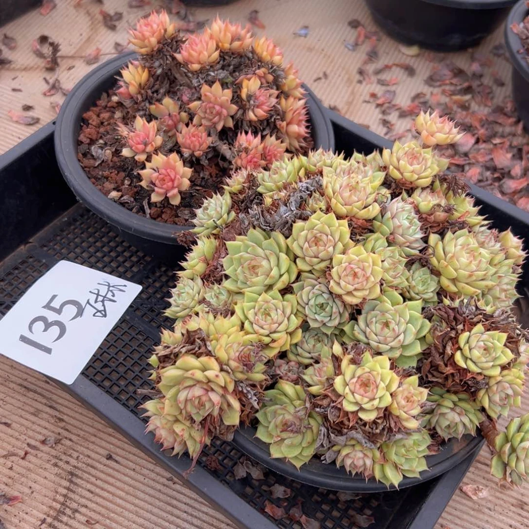 琳*135。不吃吃吧v把v不女女