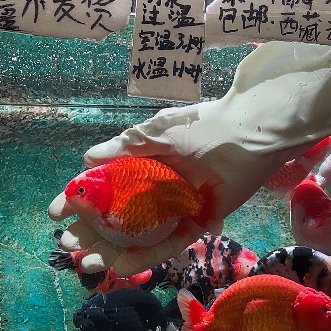 七****金鱼七百八一条红白顺丰