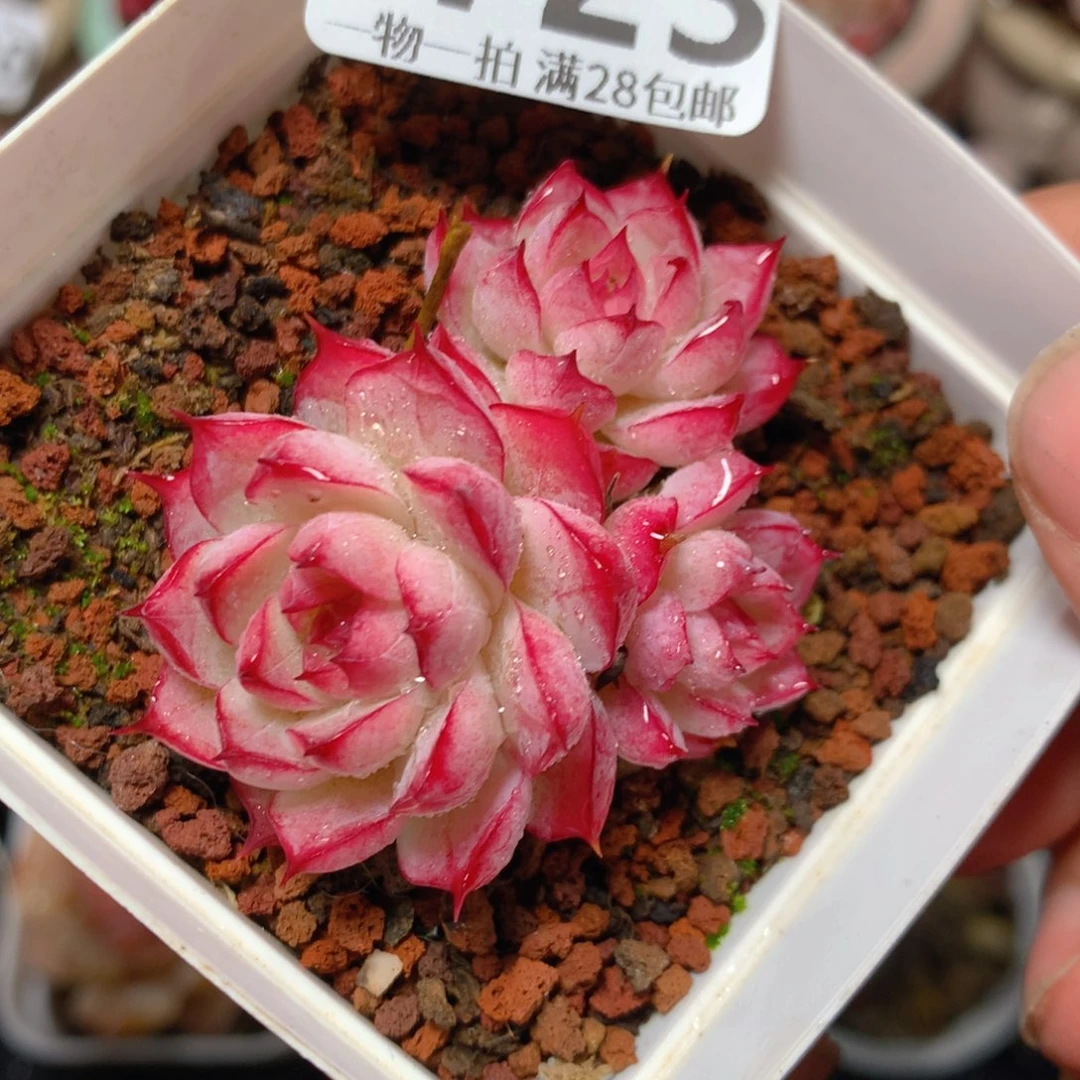 5CM拇指盆精控多肉ZE723