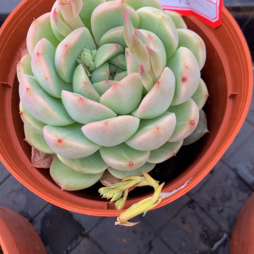 ?****?杂交111111111