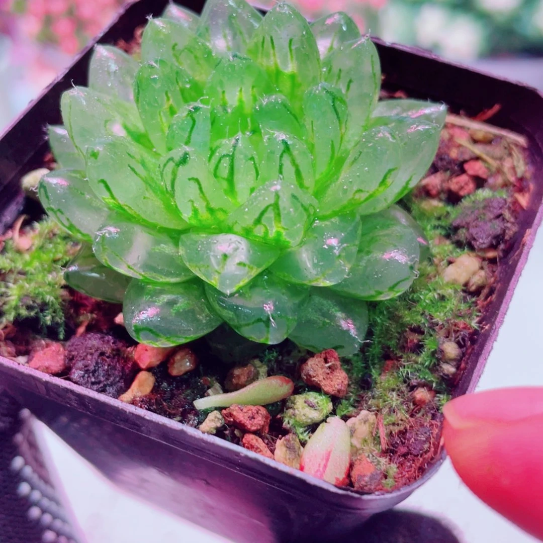 樱水晶雨露全店凑满9.9包邮
