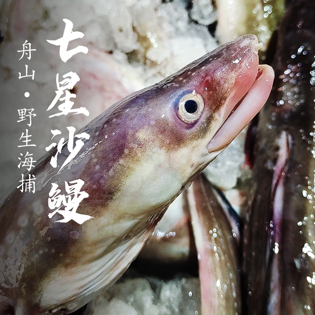 舟山海鲜七星沙鳗冰鲜油鳗
